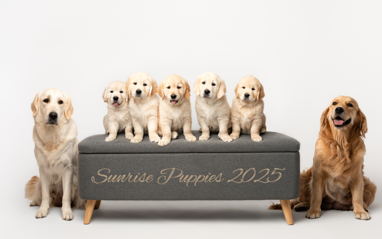 Golden Retriever puppies 2025