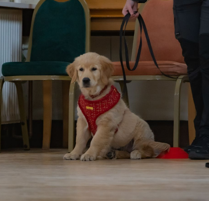 Golden Retriever puppy learning basic commands