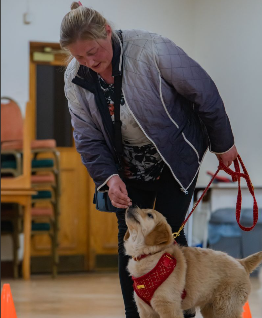 Puppy socialisation and handling practice