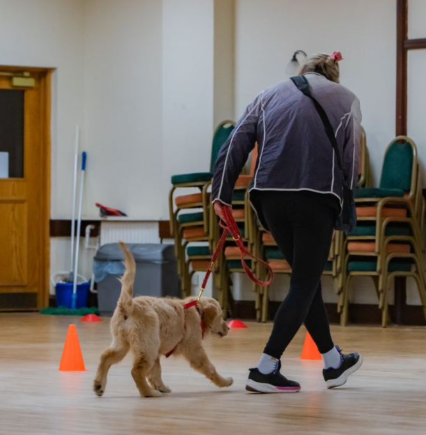 Premium puppy training programme