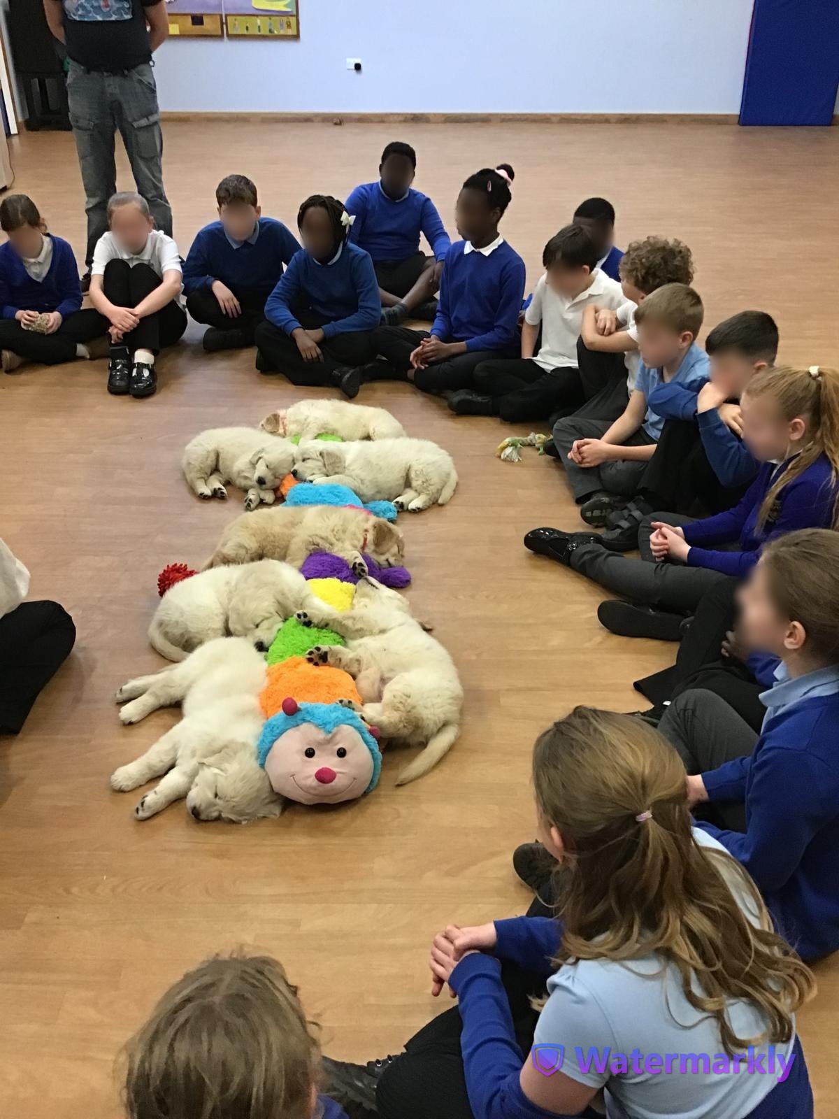 Golden Retriever puppies visiting schools