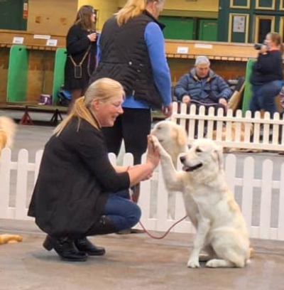 Puppy socialisation and training