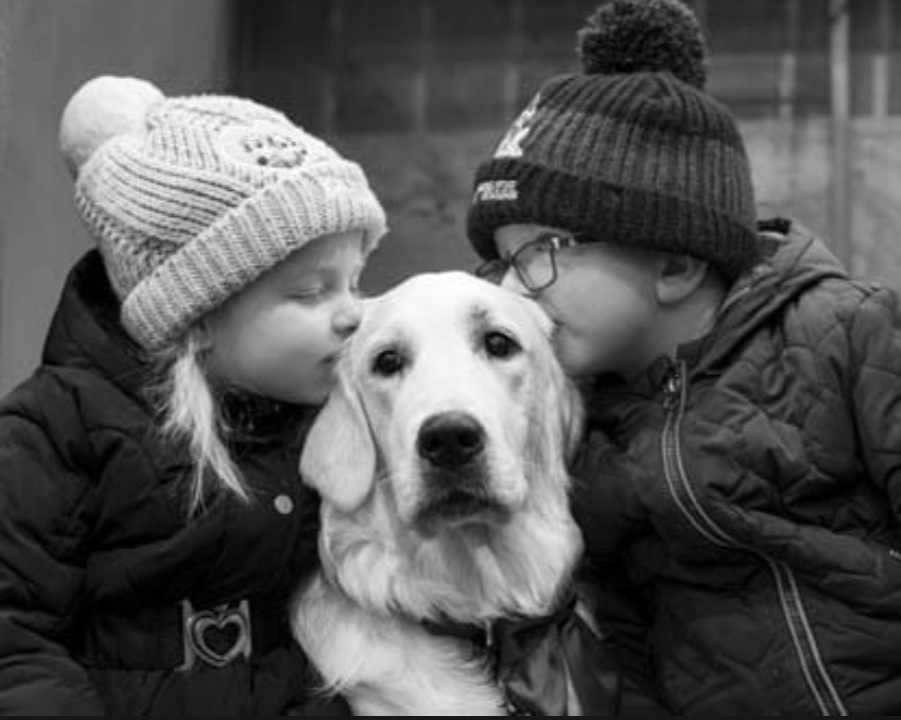 Golden Retriever puppy training