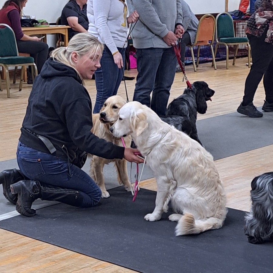 Golden Retriever training session