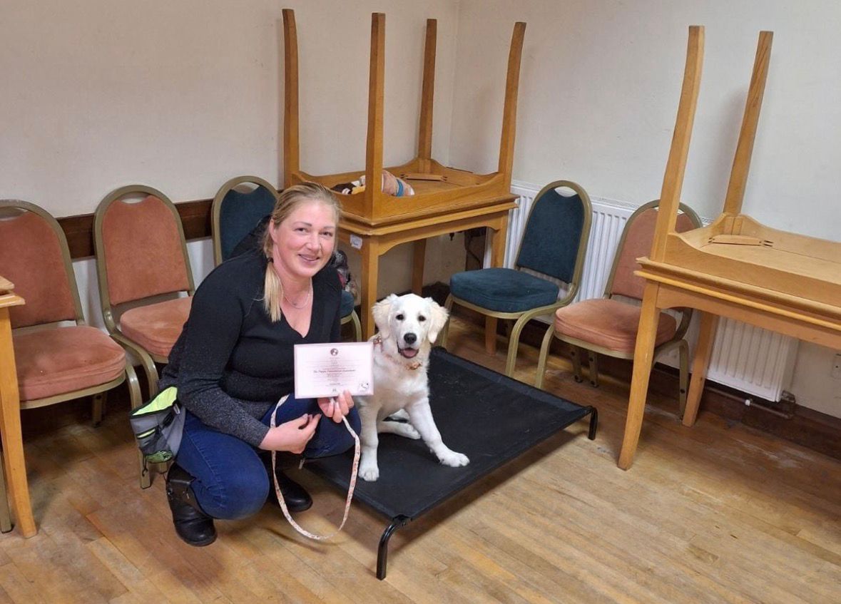 Golden Retriever training